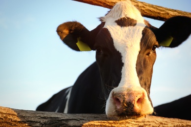 Pretty cow near fence on farm, closeup. Animal husbandry