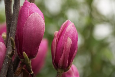 Beautiful buds of magnolia tree on blurred background, closeup. Space for text