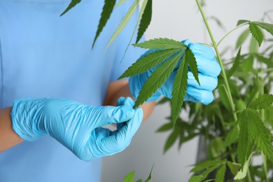 Doctor near fresh hemp plant on white background, closeup. Medical cannabis