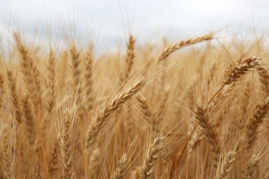 Beautiful ripe wheat spikes in agricultural field
