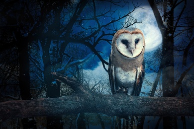 Owl in misty forest on full moon night