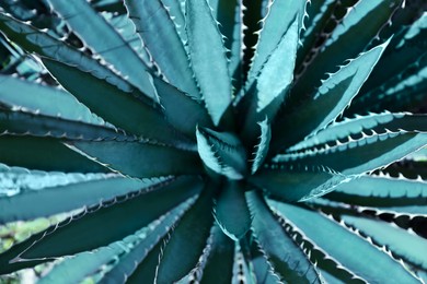 Closeup view of beautiful Agave leaves. Exotic plant