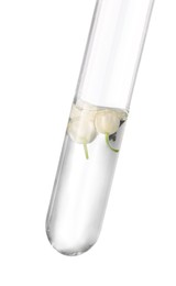 Test tube with lily of the valley flowers on white background. Essential oil extraction