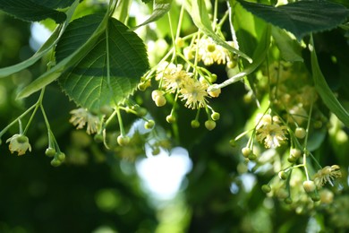 Photo of Beautiful linden tree with blossoms and green leaves outdoors on sunny day, closeup