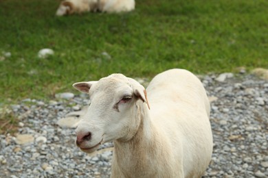 Photo of Beautiful white sheep in safari park on summer day