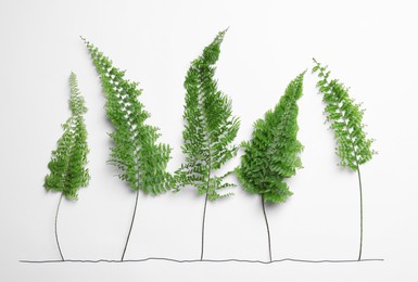 Flat lay composition with fern leaves on white background. Ecology protection concept