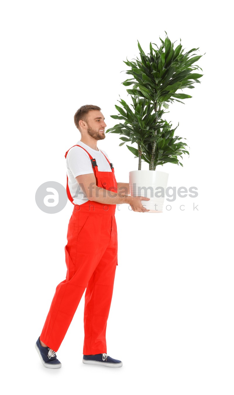 Young worker carrying potted plant isolated on white. Moving service