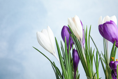Photo of Beautiful crocus flowers on light blue background. Springtime