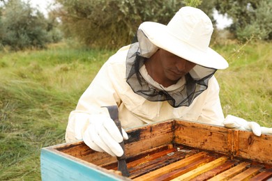 Beekeeper scraping wax from honey frame at apiary