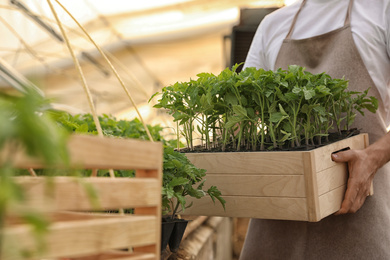 Man holding wooden crate with tomato seedlings in greenhouse, closeup