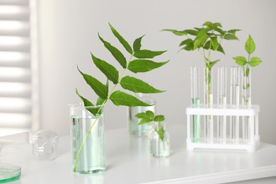 Photo of Laboratory glassware with plants on white table