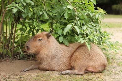 Beautiful capybara resting near green bush outdoors