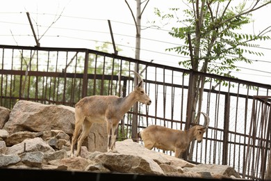 Photo of Beautiful ibexes in zoo enclosure. Wild animals