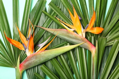 Creative composition with tropical leaves and bird of paradise flowers, top view