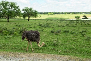 Beautiful African ostrich in safari park on summer day