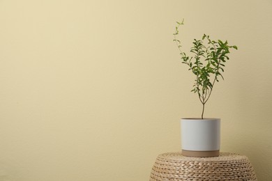 Photo of Pomegranate plant with green leaves in pot on wicker stand near beige wall, space for text