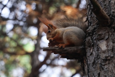 Cute red squirrel eating nut on tree in forest
