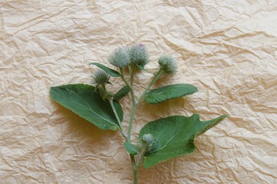 Photo of Fresh green burdock leaves and flowers on parchment, top view