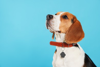 Adorable Beagle dog in stylish collar on light blue background. Space for text