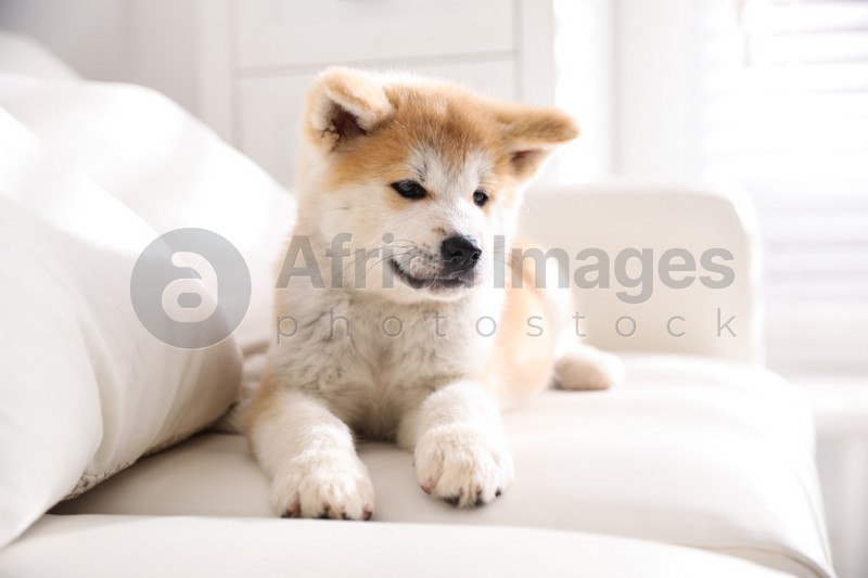 Adorable akita inu puppy lying on sofa indoors
