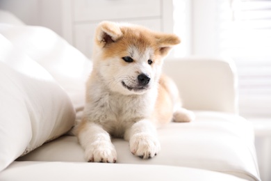 Adorable akita inu puppy lying on sofa indoors