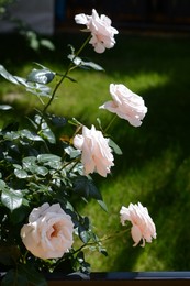 Photo of Beautiful pink rose flowers blooming in garden