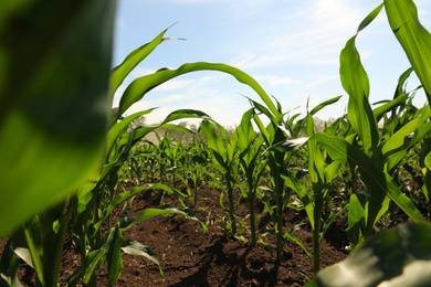 Closeup view of corn growing in field. Agriculture industry