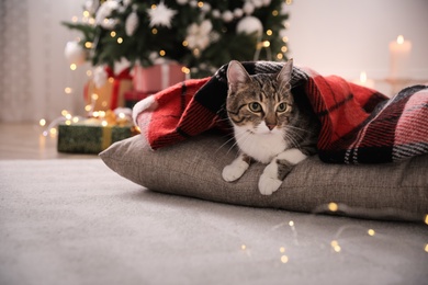Cute cat covered with plaid in room decorated for Christmas