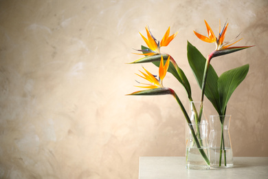 Bird of Paradise tropical flowers on table near beige wall, space for text