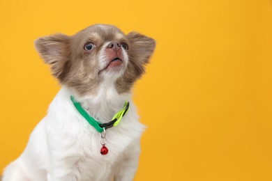 Adorable Chihuahua in dog collar with bell on yellow background