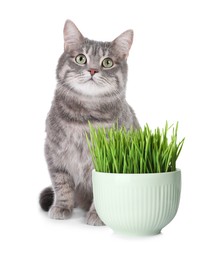 Adorable cat and ceramic bowl with fresh green grass on white background