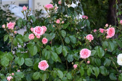 Bushes with beautiful pink roses in garden