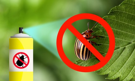 Using insecticide to kill Colorado potato beetle outdoors