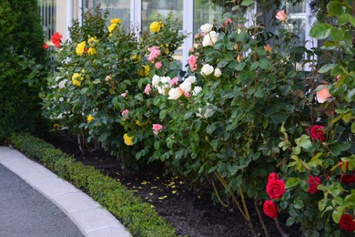 Bushes with colorful beautiful roses outdoors on summer day