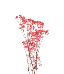 Beautiful tender dried flowers on white background.