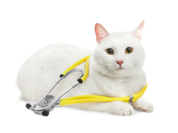 Cute cat with stethoscope as veterinarian on white background