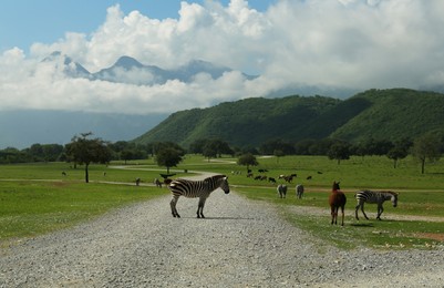 Beautiful animals near road is safari park