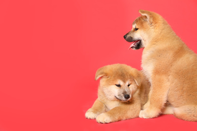 Cute Akita Inu puppies on red background, space for text. Baby animals