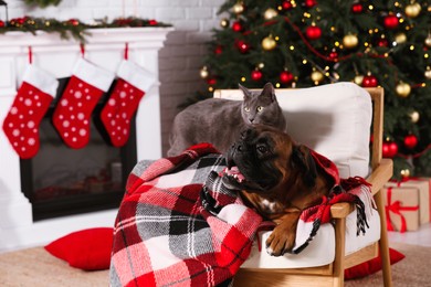 Photo of Cute dog covered with plaid and cat on armchair in room decorated for Christmas