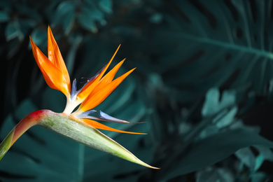 Image of Bird of Paradise tropical flower on blurred background, closeup. Space for text
