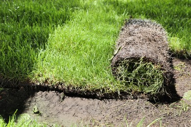 Photo of Rolled grass sod on ground in garden