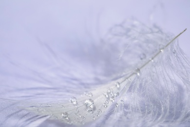 Closeup view of beautiful feather with dew drops on white background
