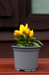 Capsicum Annuum plant. Potted yellow chili pepper on wooden table outdoors
