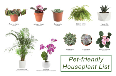List of pet-friendly houseplants on white background
