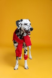 Photo of Adorable Dalmatian dog with red sweatshirt and bandana on yellow background