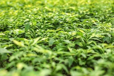Photo of Many fresh green seedlings as background, closeup
