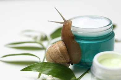 Photo of Snail, jar with cream and green leaves on white table, closeup