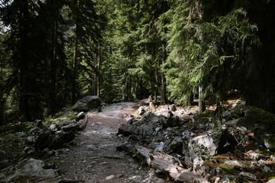 View of path through mountain forest on sunny day
