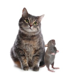 Cute gray tabby cat and rat on white background. Lovely pets