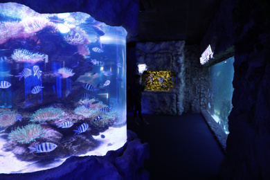 Aquarium with sergeant major fish in oceanarium